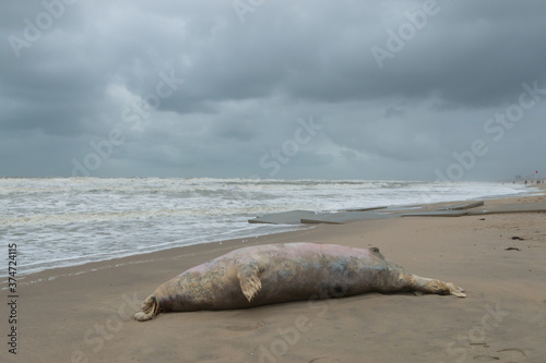 Large dead grey seal washed ashore on the Netherlands coast near The Hague after a storm