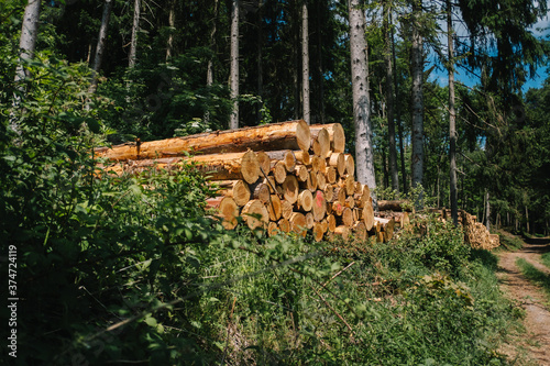 Brennholz im Wald aufgestapelt photo