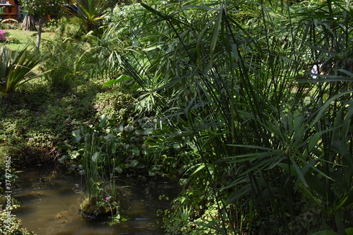 Bambo in the middle of garden with pond photo