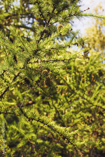 Larch branches close-up with young green cones