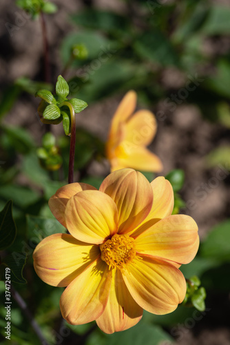yellow dahlia in the garden © Firefly