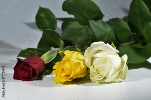 Świeże, pachnące, kolorowe róże na różnych tłach.