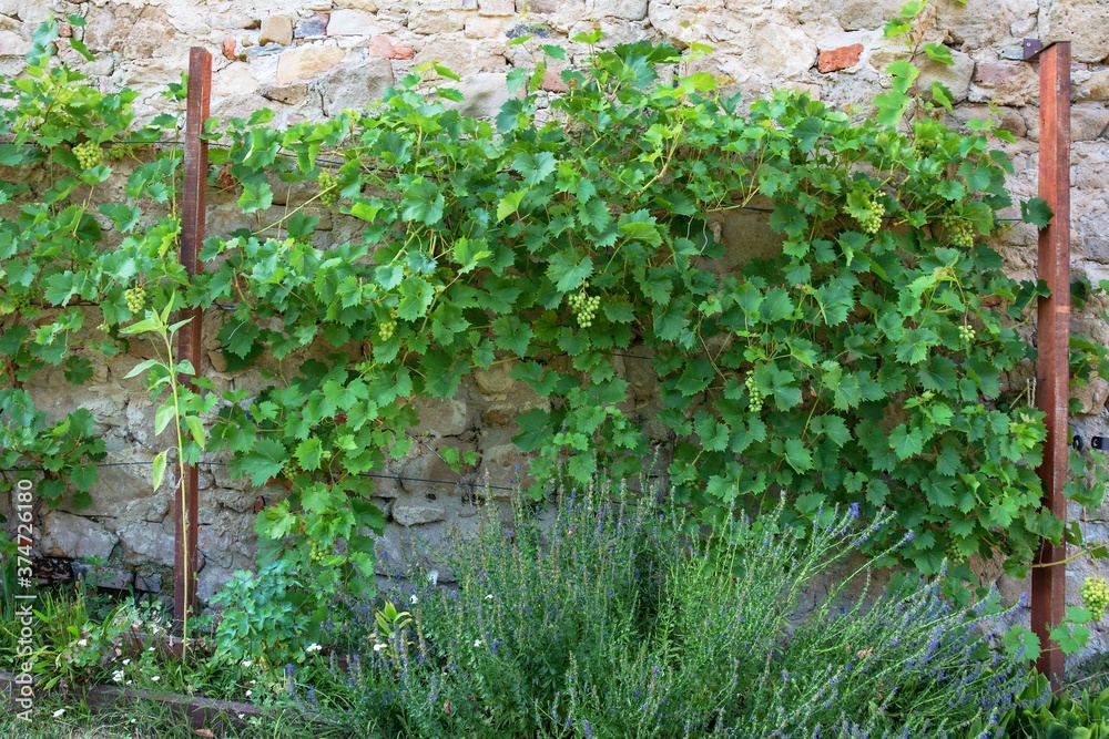 Lukov. Castle ruins. Vineyard near the castle wall. East Moravia. Czechia. Europe. Lukov. Castle ruins. Vineyard near the castle wall. East Moravia. Czechia. Europe.