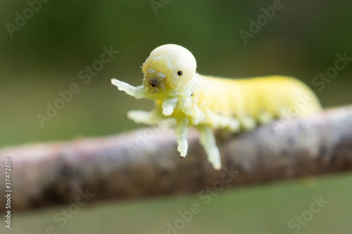 Cimbex femoratus birch Sawfly caterpillars. photo