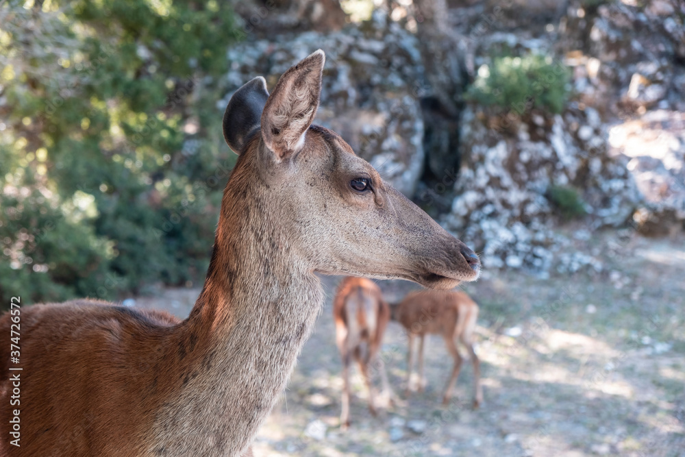 Wild red deer, Cervus elaphus, at Parnitha forest mountain, Greece. Blur background. Wild red deer, Cervus elaphus, at Parnitha forest mountain, Greece. Blur background.