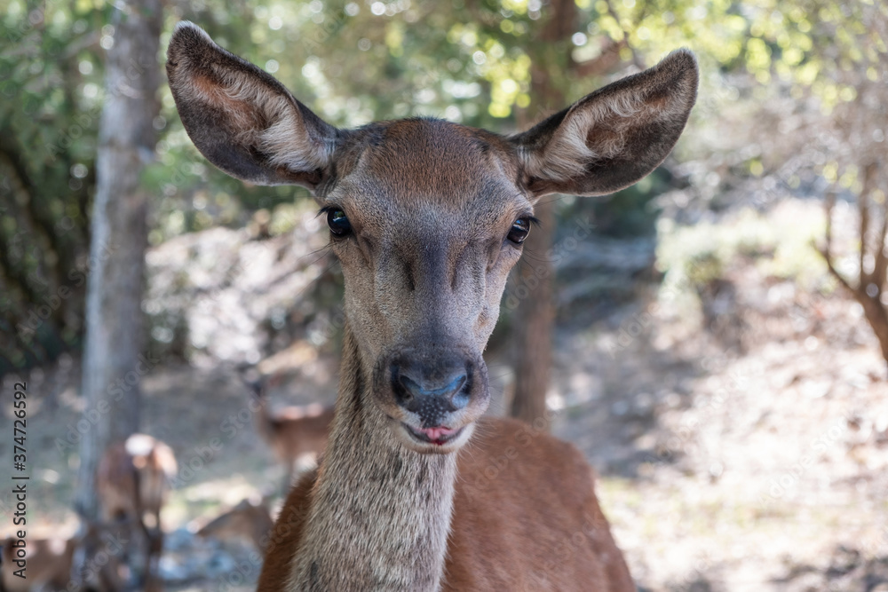 Wild red deer, Cervus elaphus, at Parnitha forest mountain, Greece. Blur background.