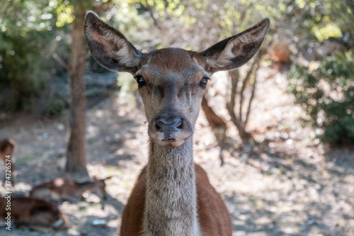 Wild red deer, Cervus elaphus, at Parnitha forest mountain, Greece. Blur background.