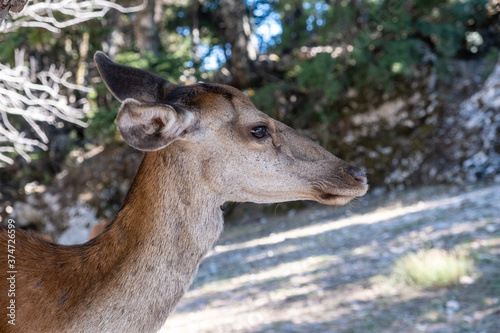 Wild red deer, Cervus elaphus, at Parnitha forest mountain, Greece. Blur background.