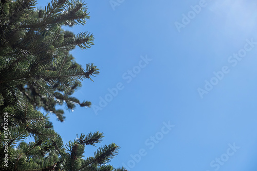 Fir tree needles close up  blue sky background