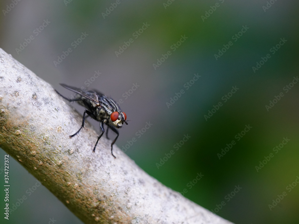 House Fly on a Lilac Branch House Fly on a Lilac Branch