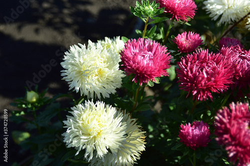 Red and white Aster flowers in the garden in summer