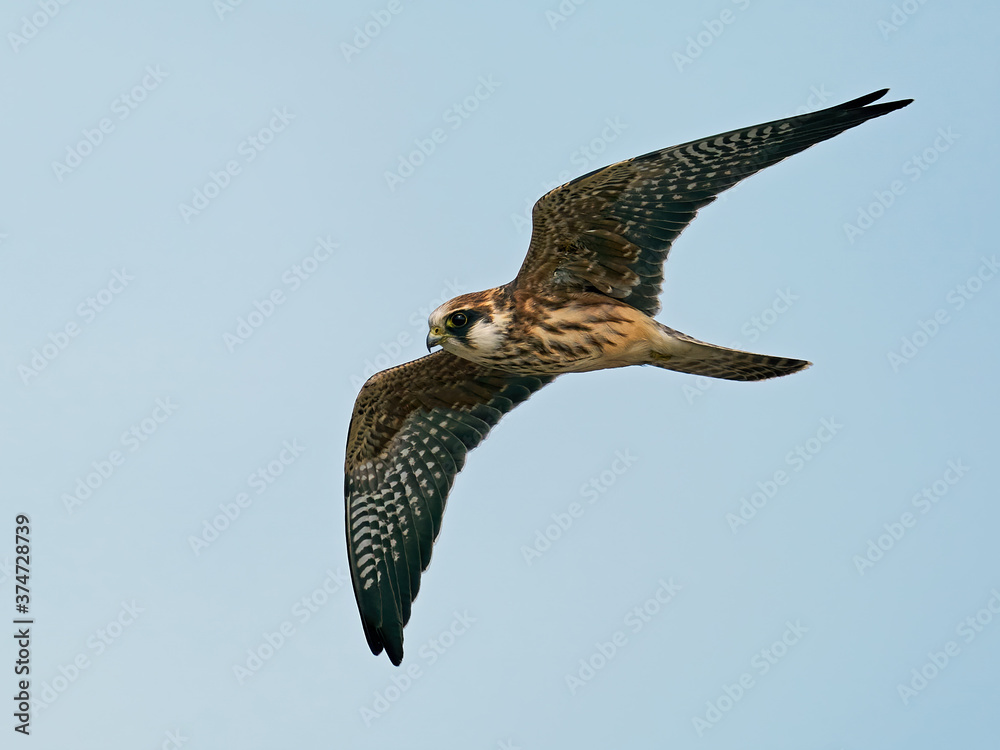 Fototapeta premium Red-footed falcon (Falco vespertinus)