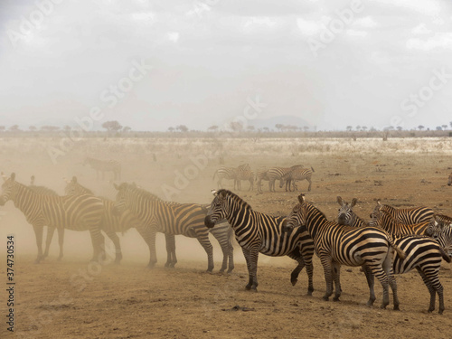 a group of zebras in the sabana