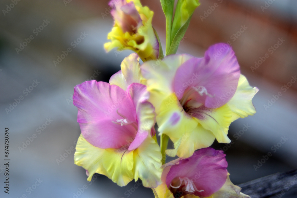 Fototapeta premium Yellow and blue gladiolus on the background of bricks with bokeh
