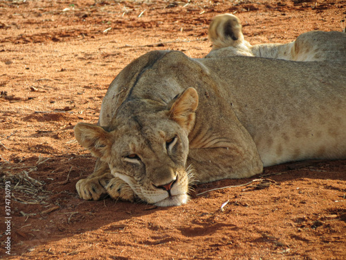 A lioness in the floor and its shadow photo