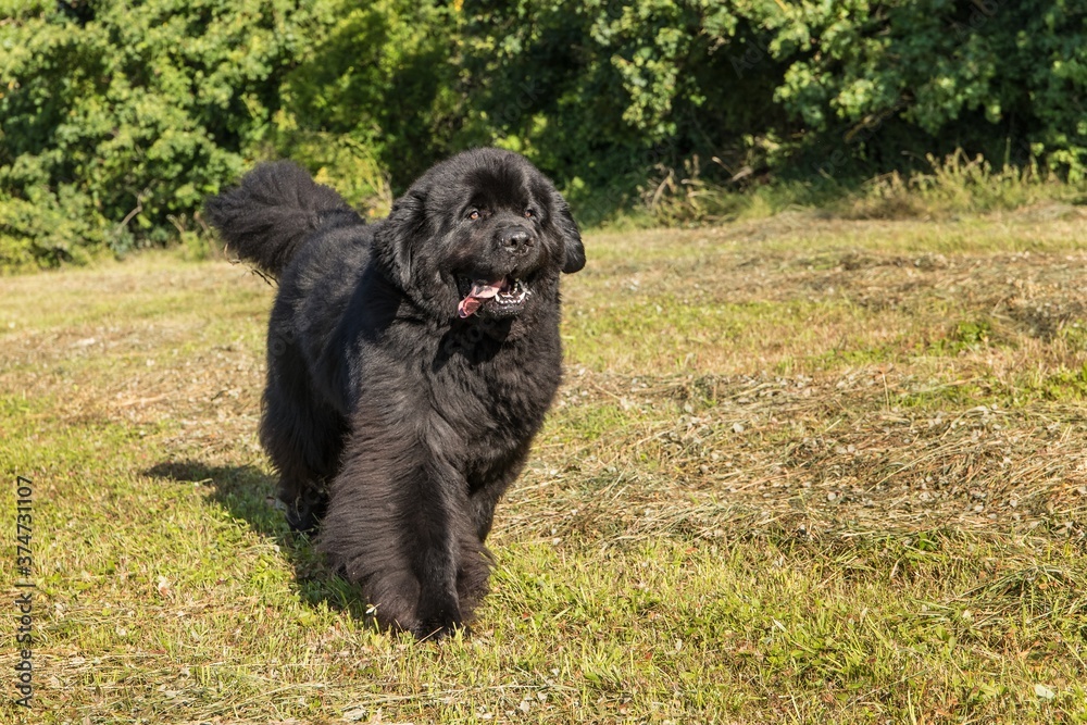 Single large black Newfoundland dog massive broad snout. Young Newfoundland dog playing on a green field. Water rescue dog. Single large black Newfoundland dog massive broad snout. Young Newfoundland dog playing on a green field. Water rescue dog.