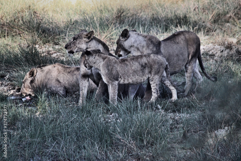 A view of some Lions in Kenya A view of some Lions in Kenya