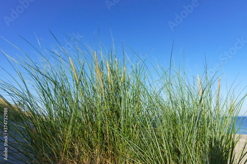 Tuft of grass on the sea coast. Sedge grass on the beach of the sea.