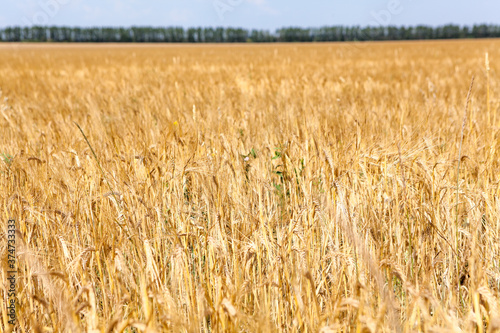 An agricaltural field with ripe wheatears, golden cereals with forest line on horizon
