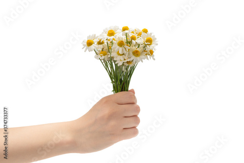 Bouquet of daisies isolated on white.