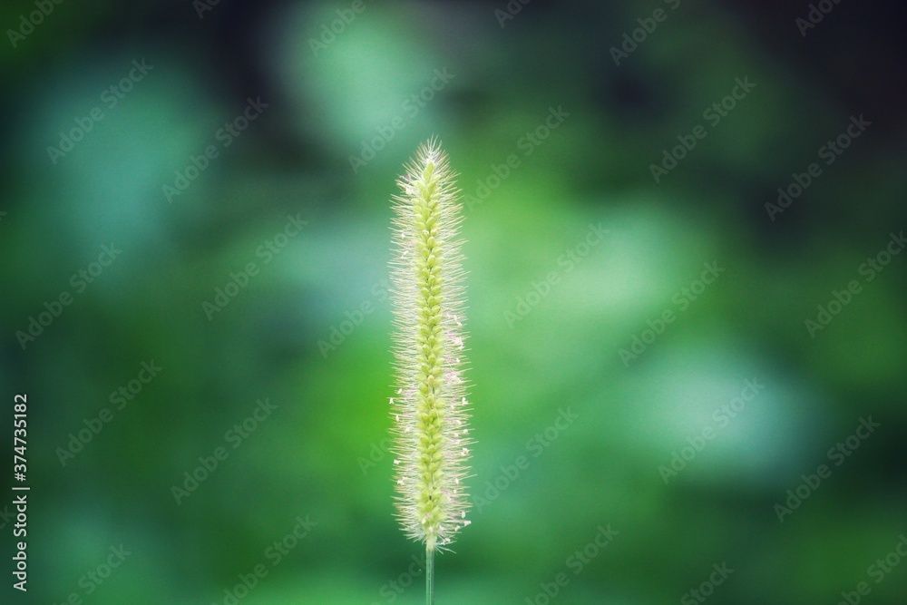 beautiful wild green grass variety in nice blurred background
