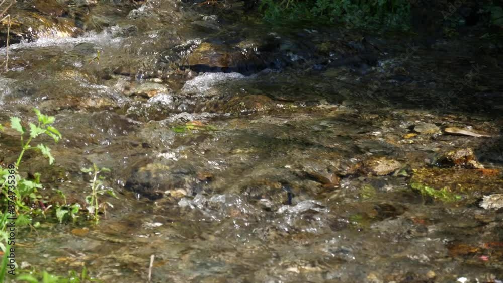 beautiful crystal water river stream in forest slow motion 4k beautiful crystal water river stream in forest slow motion 4k