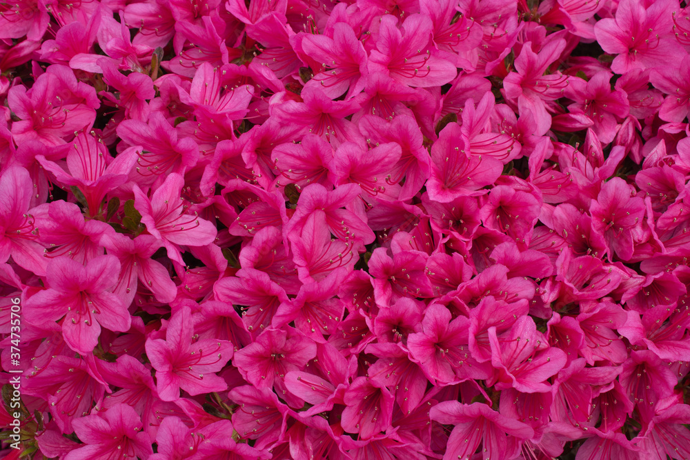 Vibrant Pink Blooming Flower Background of Rhododendron Obtusum Grex, section Tsutsusi