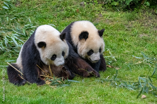 Fototapeta Naklejka Na Ścianę i Meble -  Young giant panda