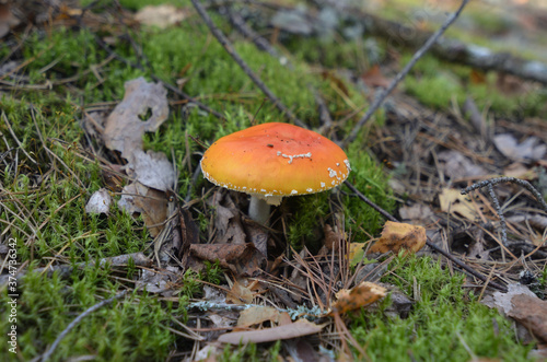 Dangerous amanita muscaria in moss, mushroom hunting in Russia