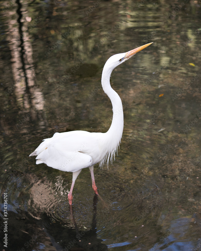 Obraz premium White Heron stock photo. White Heron close-up profile view in the water with its fluffy white feather plumage displaying body, head, eye, beak, long neck, with blur water background in its environment