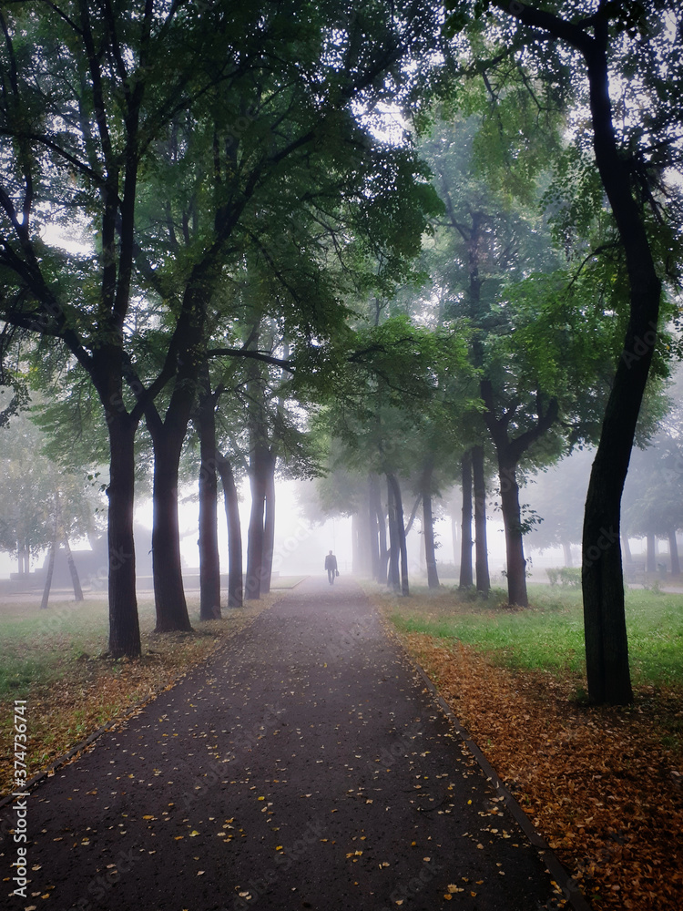 morning in the park