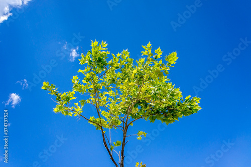 Maple tree with lush green foliage against a bright blue sky on a sunny day. Natural freshness color for greeting background  wallpaper.