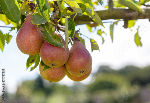 Louise Bonne of Jersey pears growing on a tree