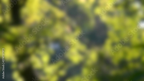 Blurred background. Poplar fluff floats in the branches of deciduous trees photo