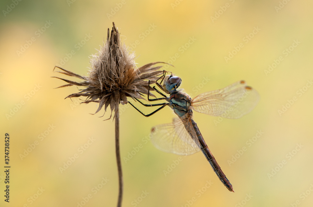 The dragonfly with spread wings sits on the blade on a summer day The dragonfly with spread wings sits on the blade on a summer day