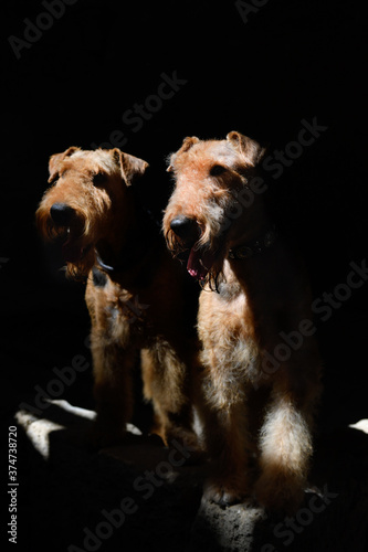 Couple of Airedale Terrier dogs in a dark room, illuminated by rays of sunlight
