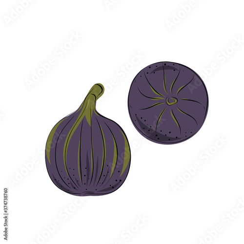 Fresh ripe delicious juicy figs whole in half and quarter. Set of fruits isolated on white background. Vector hand drawn illustration.