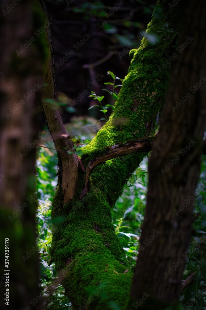 Tree, moss and light in the old wild forest, Slovakia