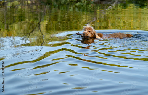 The red-haired spaniel dog swims in the water and holds a stick in his teeth.