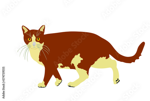 Domestic brown cat walking vector illustration isolated on white background. Lovely kitty pet symbol.