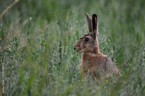 brown hare sit on barley field