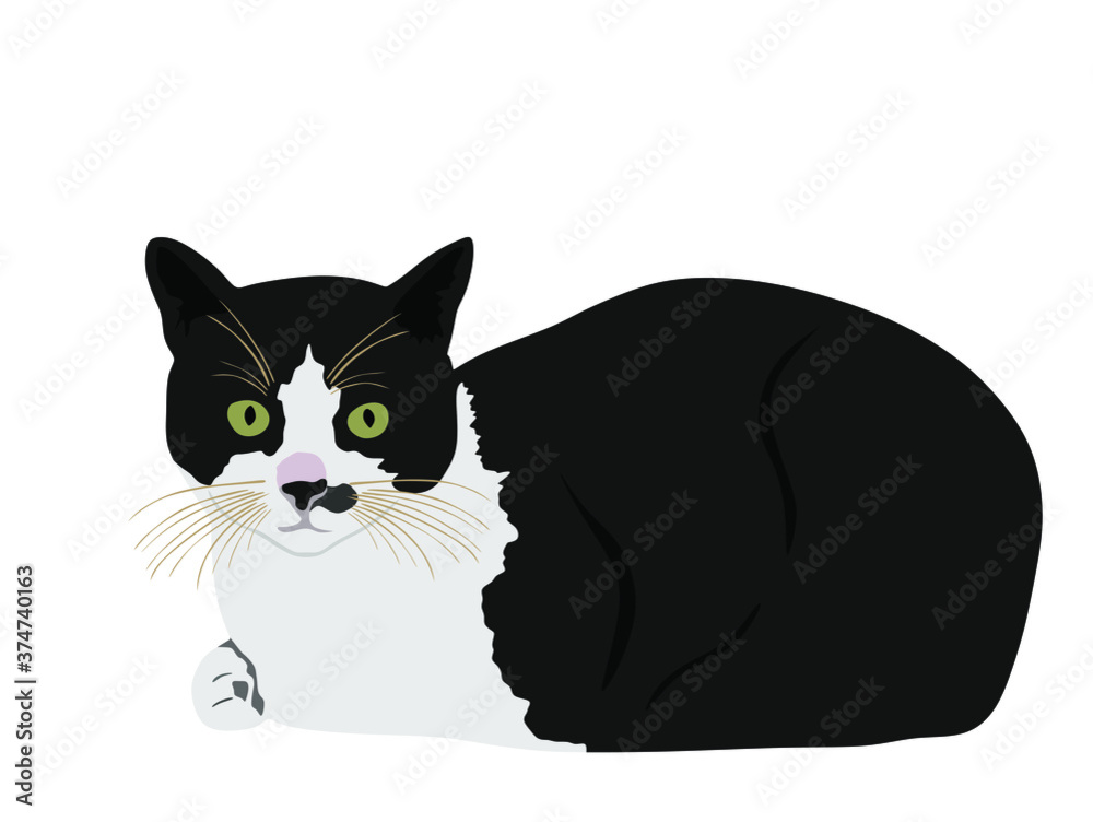 Black and white cute cat vector illustration isolated on white background. Lovely pet. Kitty lay down on floor. Black and white cute cat vector illustration isolated on white background. Lovely pet. Kitty lay down on floor.