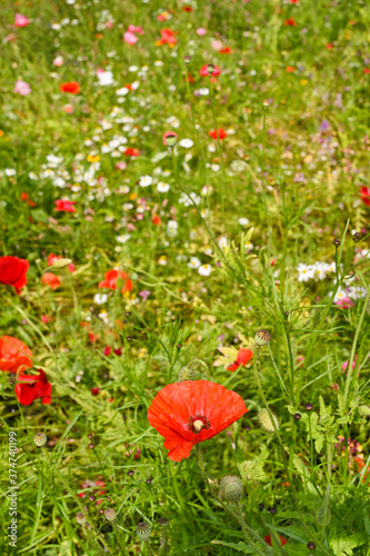Red poppy and other wild flowers in a field. No people. Copy space.