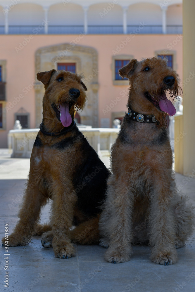 Φωτογραφία A pair of Airedale Terrier dogs sitting on the background of beautiful square