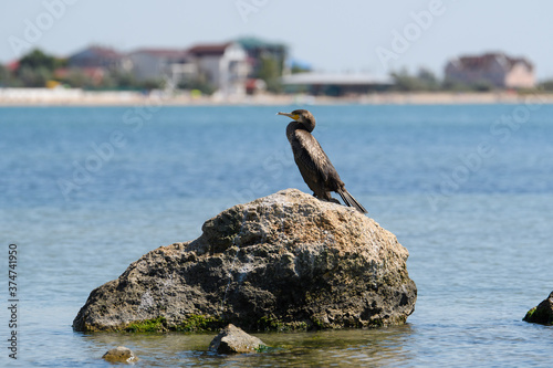 A great black cormorant sits on a stone against the backdrop of the resort town. Cormorant on the Sea of ​​Azov.