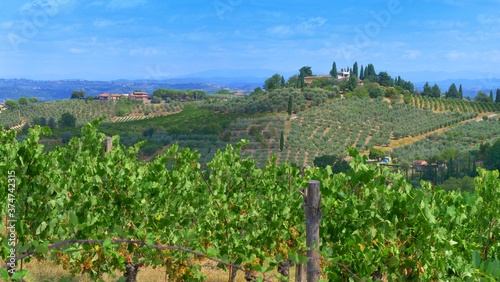Vineyards and olive trees in a small village, Tuscany