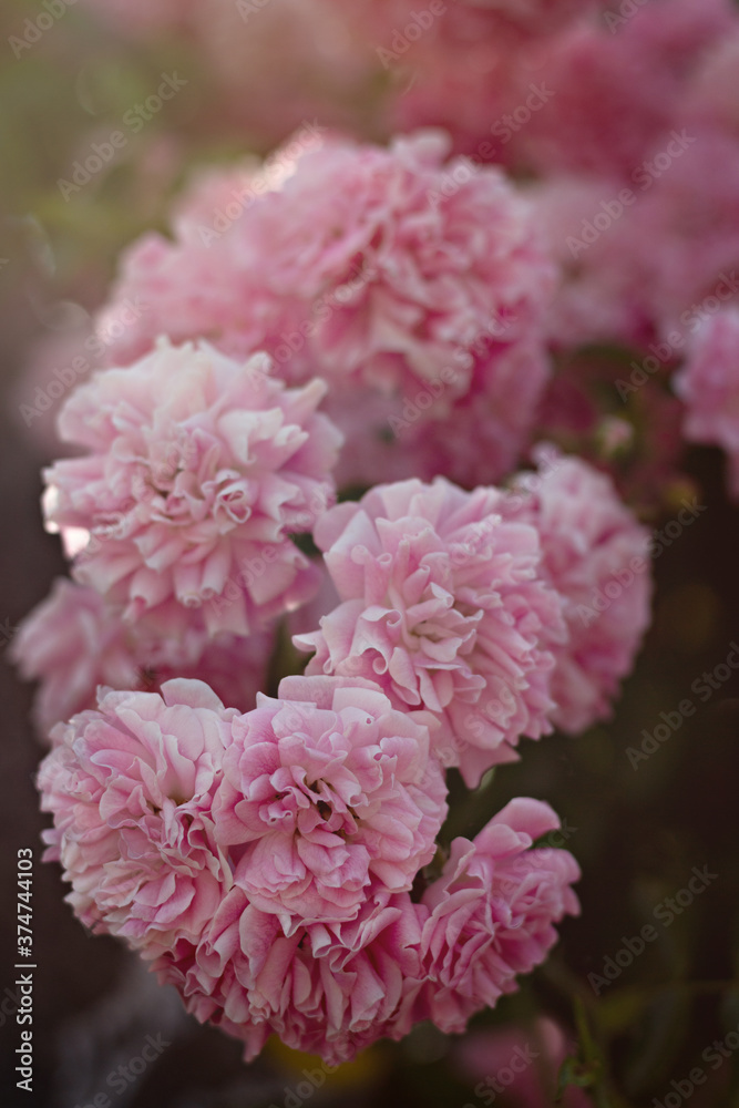 close up of pink roses 