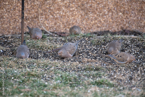 Mourning Dove