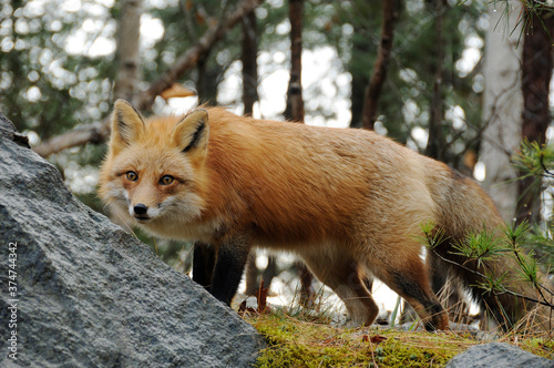 Fototapeta Naklejka Na Ścianę i Meble -  Red Fox Stock Photo. Red Fox in the forest looking at the camera displaying fur, bushy tail, head, ears, eyes, nose, paws in its habitat and environment with moss and rock and a blur background. Image