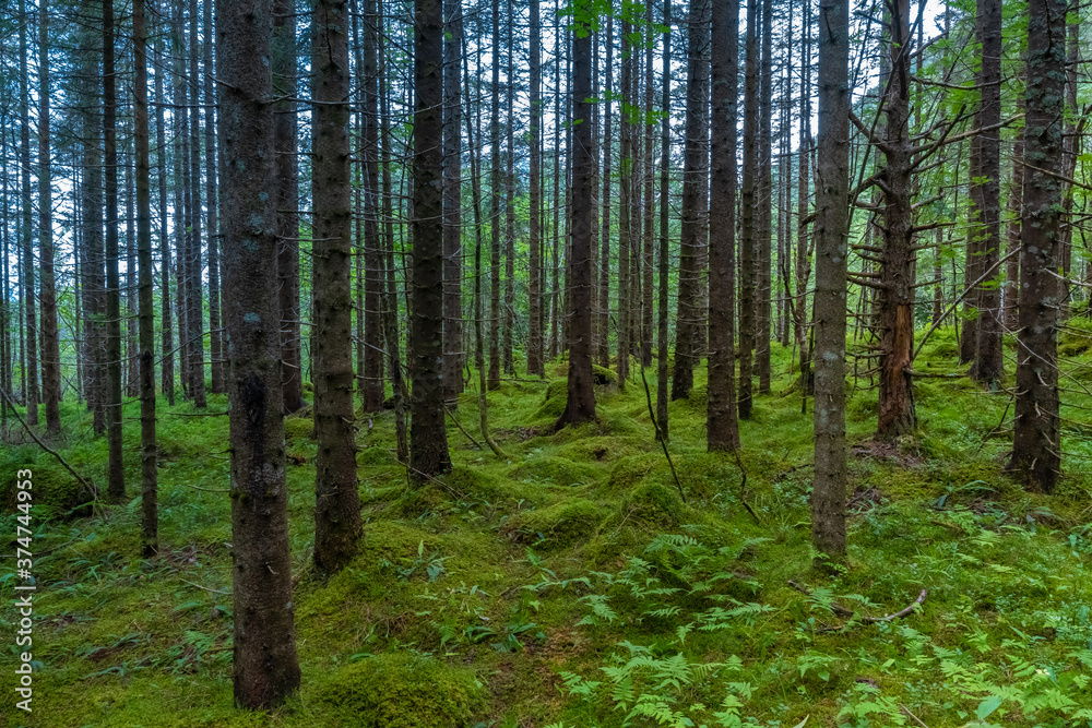 Traversing beautiful and mysterious nordic pine forests on the hiking path to the Trollkirka (Troll church) cave, Elnesvsgen, Romsdal county, Norway. Traversing beautiful and mysterious nordic pine forests on the hiking path to the Trollkirka (Troll church) cave, Elnesvsgen, Romsdal county, Norway.